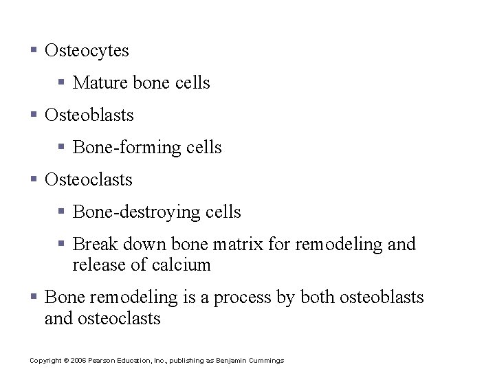 Types of Bone Cells § Osteocytes § Mature bone cells § Osteoblasts § Bone-forming