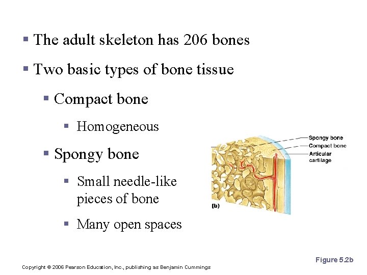 Bones of the Human Body § The adult skeleton has 206 bones § Two