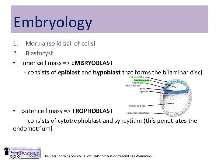 Embryology 1. Morula (solid ball of cells) 2. Blastocyst • inner cell mass => Embryology 1. Morula (solid ball of cells) 2. Blastocyst • inner cell mass =>
