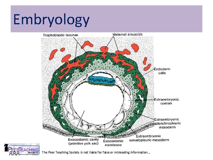 Embryology The Peer Teaching Society is not liable for false or misleading information… Embryology The Peer Teaching Society is not liable for false or misleading information…