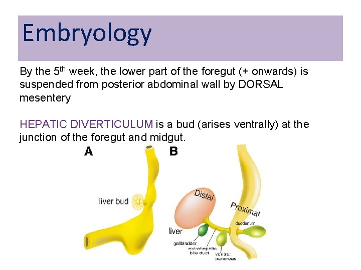 Embryology By the 5 th week, the lower part of the foregut (+ onwards) Embryology By the 5 th week, the lower part of the foregut (+ onwards)