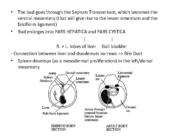 • The bud goes through the Septum Transversum, which becomes the ventral mesentery • The bud goes through the Septum Transversum, which becomes the ventral mesentery