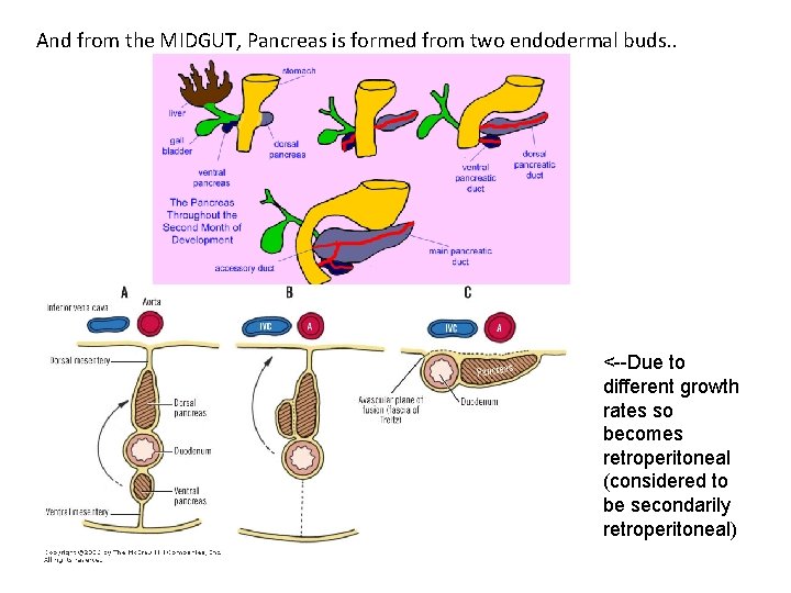 And from the MIDGUT, Pancreas is formed from two endodermal buds. . <--Due to And from the MIDGUT, Pancreas is formed from two endodermal buds. . <--Due to