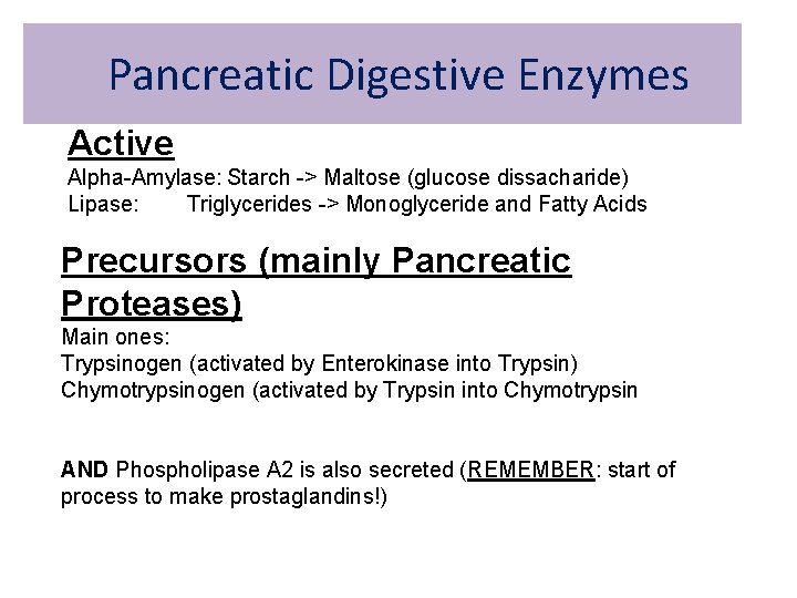Pancreatic Digestive Enzymes Active Alpha-Amylase: Starch -> Maltose (glucose dissacharide) Lipase: Triglycerides -> Monoglyceride Pancreatic Digestive Enzymes Active Alpha-Amylase: Starch -> Maltose (glucose dissacharide) Lipase: Triglycerides -> Monoglyceride