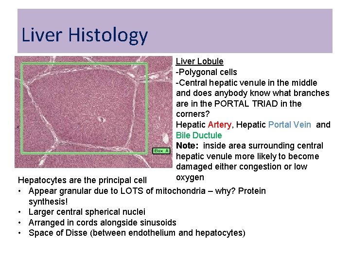 Liver Histology Liver Lobule -Polygonal cells -Central hepatic venule in the middle and does Liver Histology Liver Lobule -Polygonal cells -Central hepatic venule in the middle and does