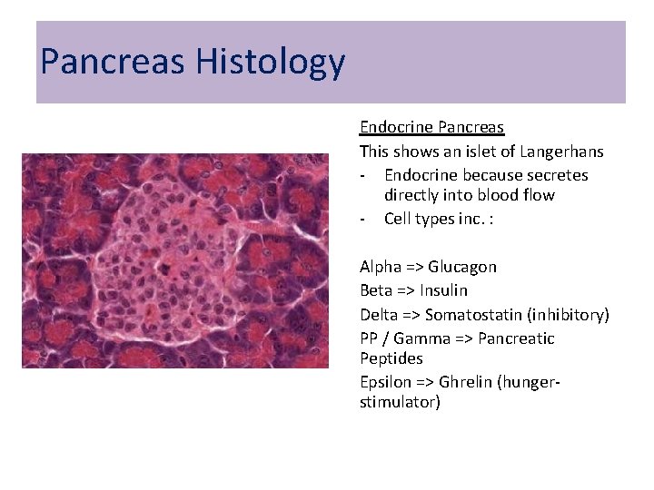 Pancreas Histology Endocrine Pancreas This shows an islet of Langerhans - Endocrine because secretes Pancreas Histology Endocrine Pancreas This shows an islet of Langerhans - Endocrine because secretes