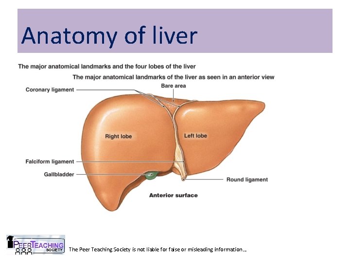 Anatomy of liver The Peer Teaching Society is not liable for false or misleading Anatomy of liver The Peer Teaching Society is not liable for false or misleading