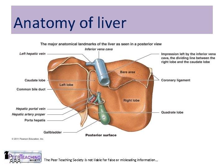 Anatomy of liver The Peer Teaching Society is not liable for false or misleading Anatomy of liver The Peer Teaching Society is not liable for false or misleading
