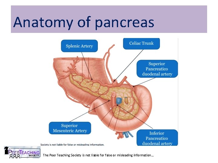 Anatomy of pancreas The Peer Teaching Society is not liable for false or misleading Anatomy of pancreas The Peer Teaching Society is not liable for false or misleading