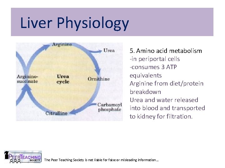Liver Physiology 5. Amino acid metabolism -in periportal cells -consumes 3 ATP equivalents Arginine Liver Physiology 5. Amino acid metabolism -in periportal cells -consumes 3 ATP equivalents Arginine