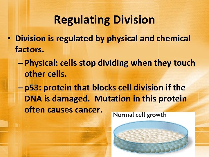 Regulating Division • Division is regulated by physical and chemical factors. – Physical: cells