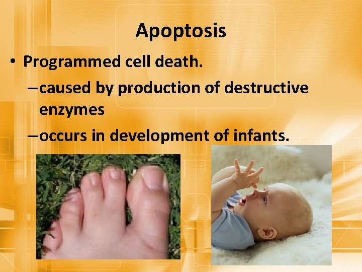 Apoptosis • Programmed cell death. – caused by production of destructive enzymes – occurs