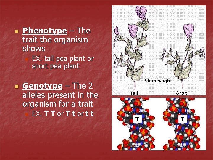 n Phenotype – The trait the organism shows n n EX. tall pea plant