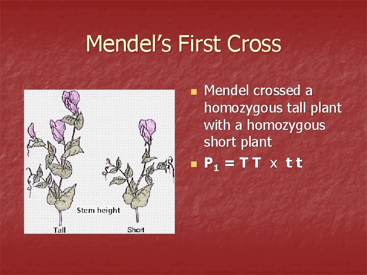 Mendel’s First Cross n n Mendel crossed a homozygous tall plant with a homozygous