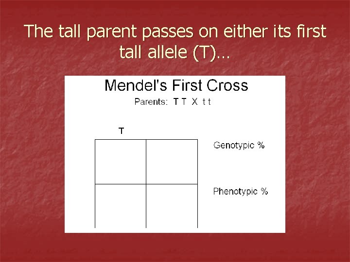 The tall parent passes on either its first tall allele (T)… 