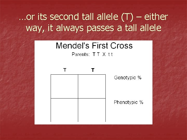 …or its second tall allele (T) – either way, it always passes a tall