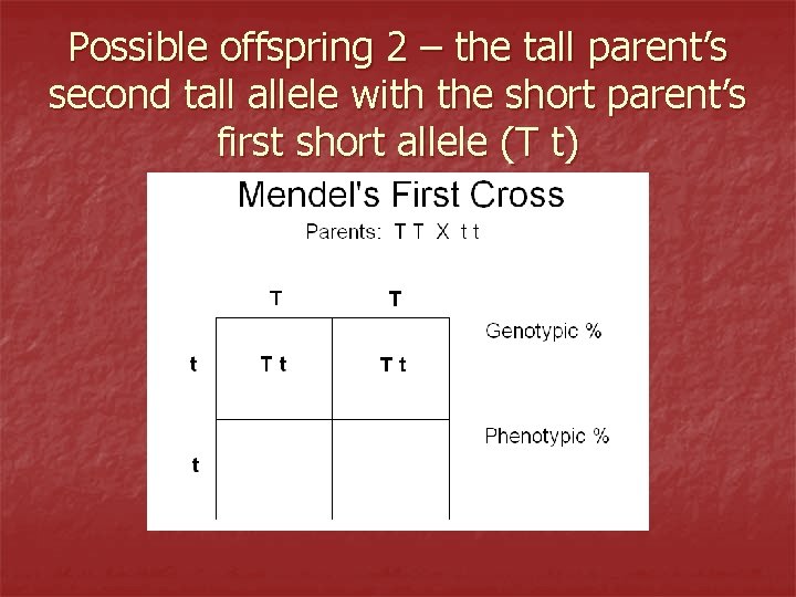Possible offspring 2 – the tall parent’s second tall allele with the short parent’s