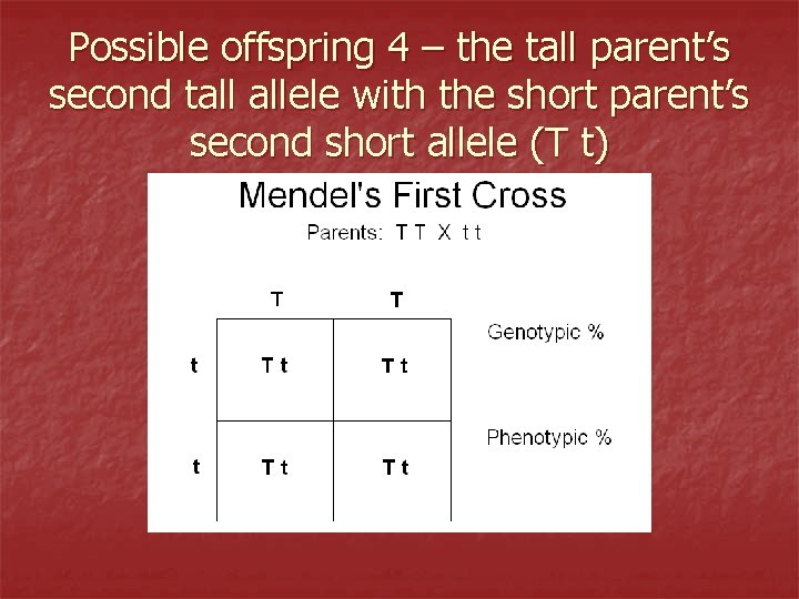 Possible offspring 4 – the tall parent’s second tall allele with the short parent’s