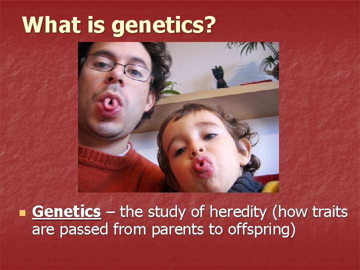 What is genetics? n Genetics – the study of heredity (how traits are passed
