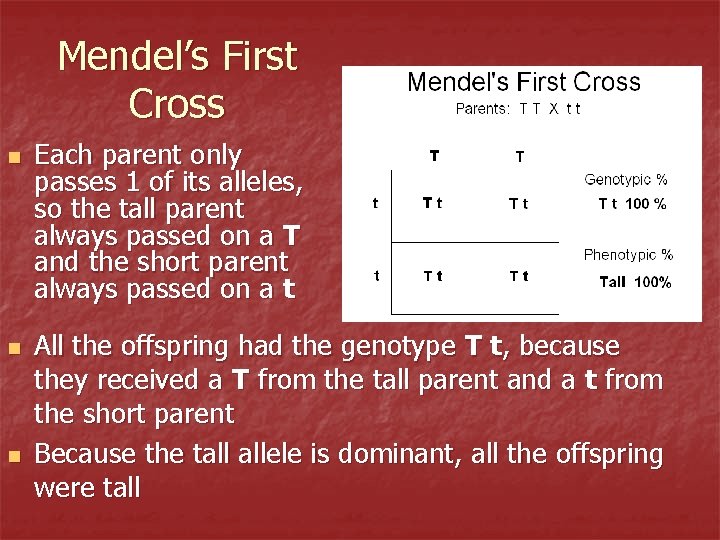 Mendel’s First Cross n n n Each parent only passes 1 of its alleles,