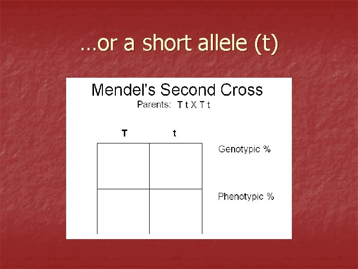 …or a short allele (t) 