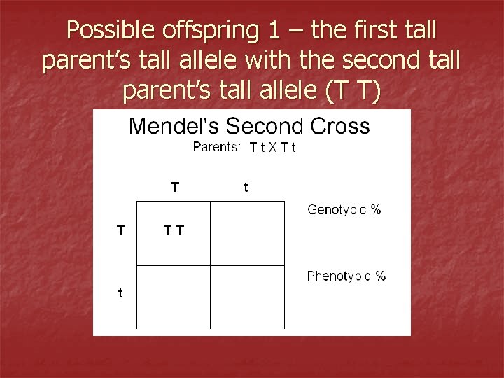 Possible offspring 1 – the first tall parent’s tall allele with the second tall
