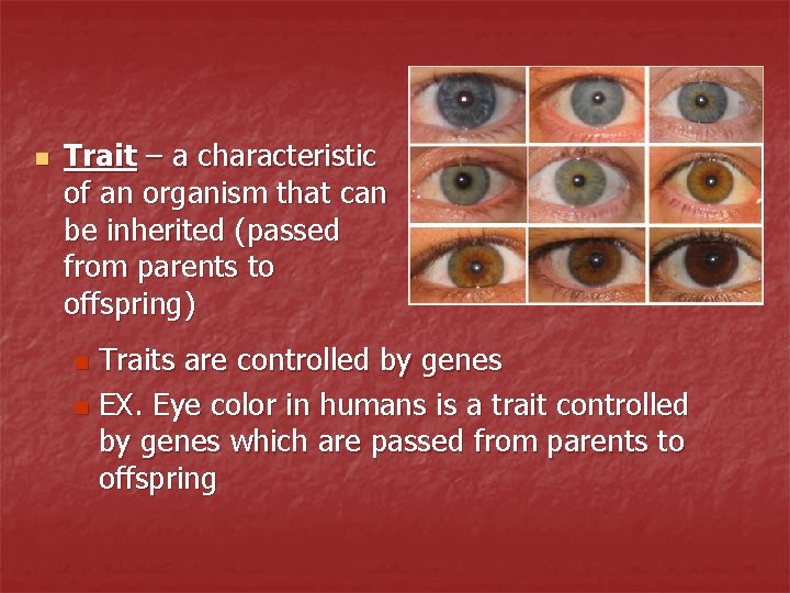 n Trait – a characteristic of an organism that can be inherited (passed from