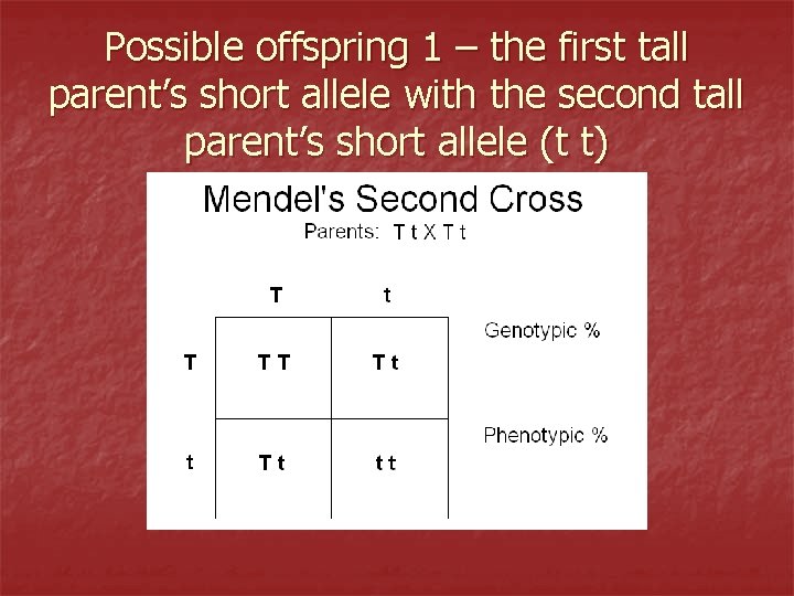 Possible offspring 1 – the first tall parent’s short allele with the second tall