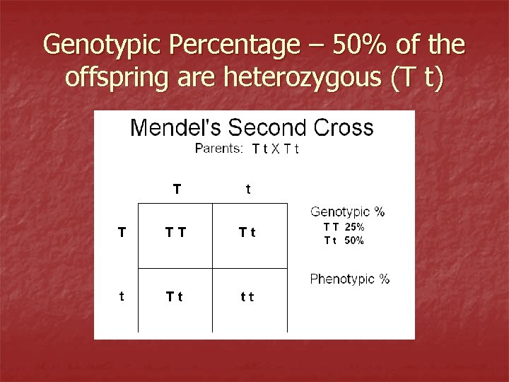 Genotypic Percentage – 50% of the offspring are heterozygous (T t) 