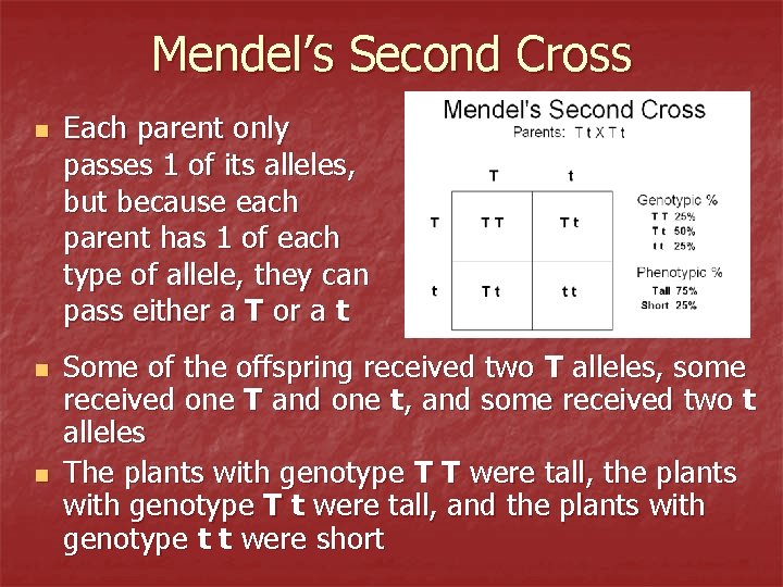 Mendel’s Second Cross n n n Each parent only passes 1 of its alleles,