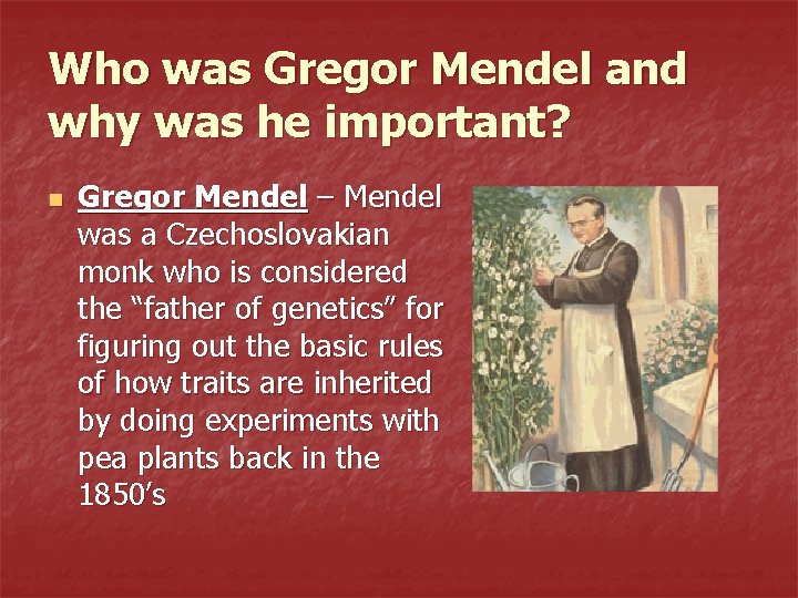 Who was Gregor Mendel and why was he important? n Gregor Mendel – Mendel