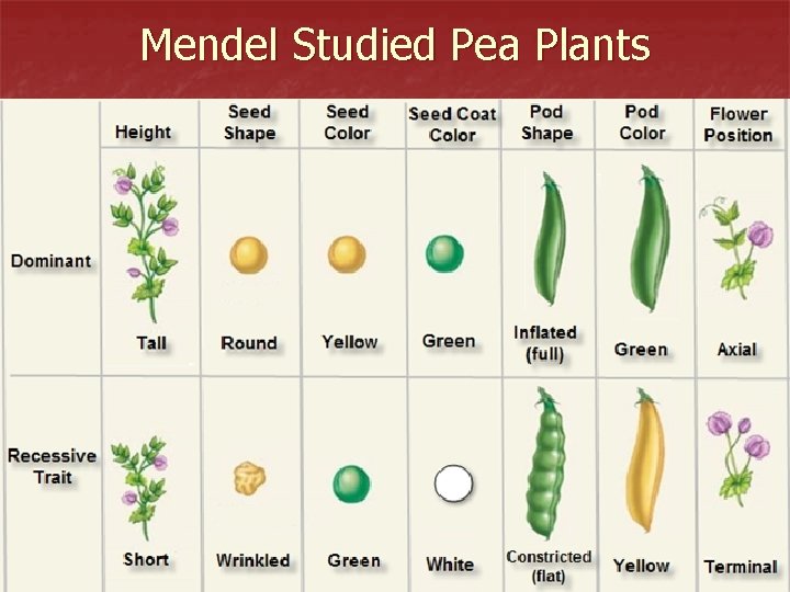 Mendel Studied Pea Plants 