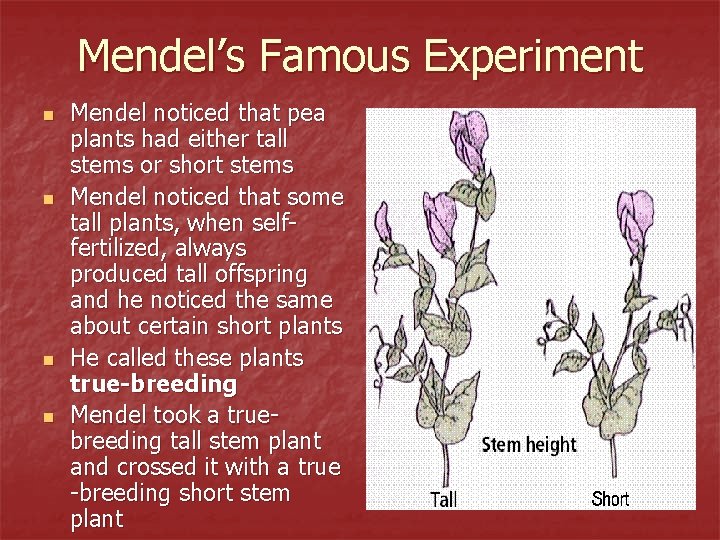Mendel’s Famous Experiment n n Mendel noticed that pea plants had either tall stems