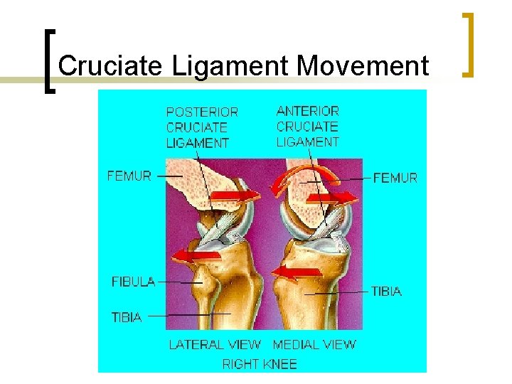 Cruciate Ligament Movement 