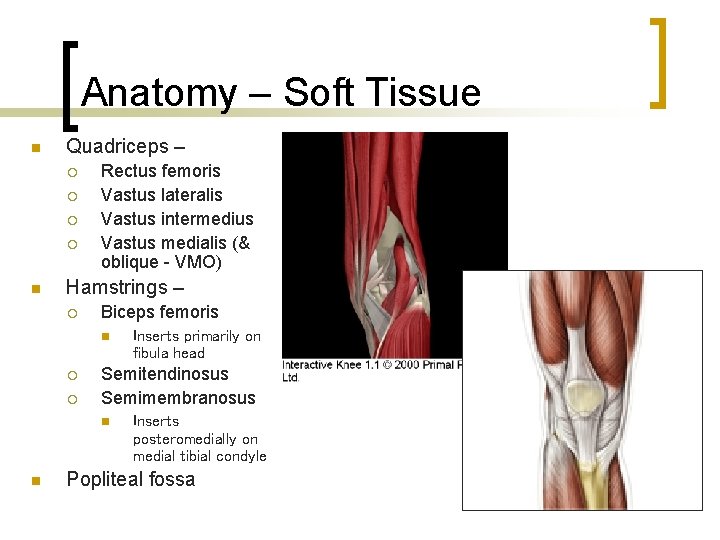 Anatomy – Soft Tissue n Quadriceps – ¡ ¡ n Rectus femoris Vastus lateralis