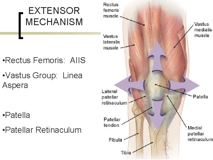 EXTENSOR MECHANISM ORIGINS: The • Rectus Femoris: AIIS Quadriceps • Vastus Group: Linea Aspera