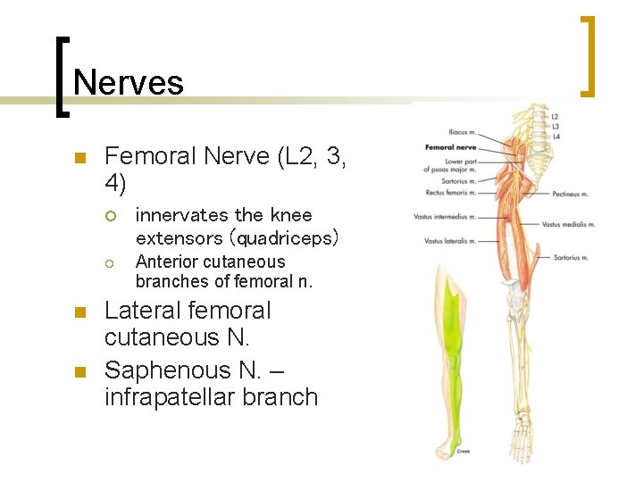 Nerves n n n Femoral Nerve (L 2, 3, 4) ¡ innervates the knee