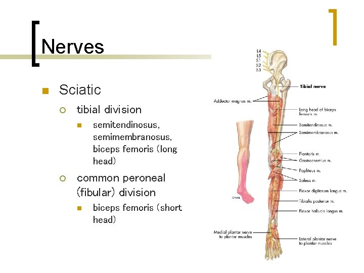 Nerves n Sciatic ¡ tibial division n ¡ semitendinosus, semimembranosus, biceps femoris (long head)