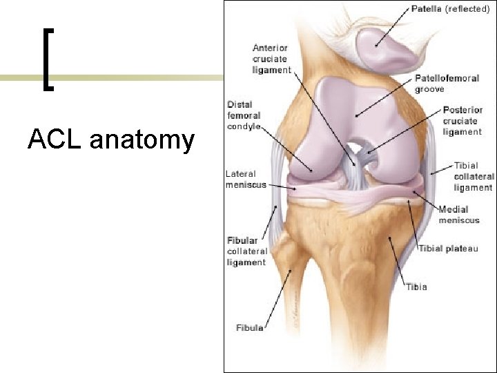 ACL anatomy 