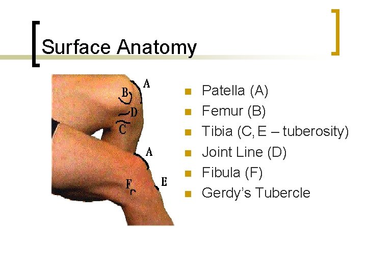 Surface Anatomy n n n Patella (A) Femur (B) Tibia (C, E – tuberosity)