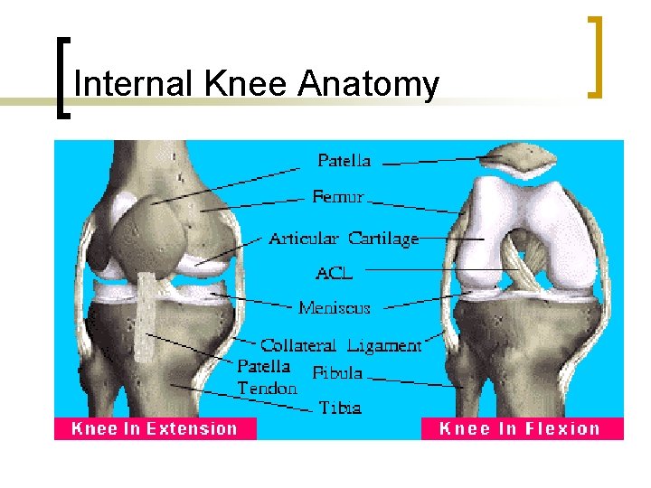 Internal Knee Anatomy 