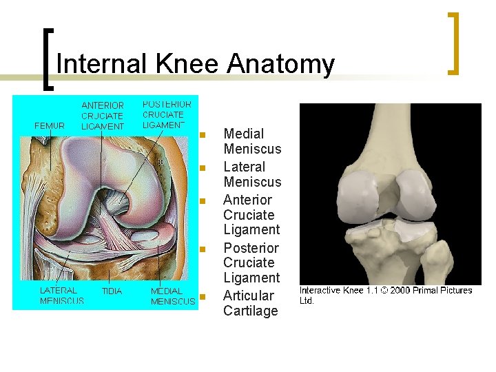 Internal Knee Anatomy n n n Medial Meniscus Lateral Meniscus Anterior Cruciate Ligament Posterior
