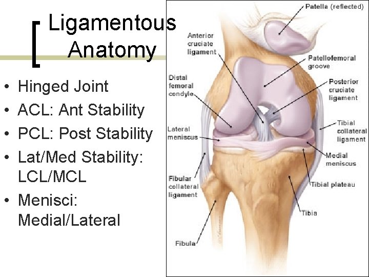 Ligamentous Anatomy • • Hinged Joint ACL: Ant Stability PCL: Post Stability Lat/Med Stability: