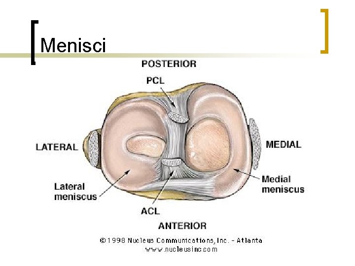 Menisci 