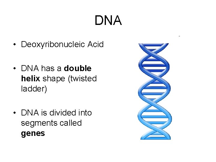 DNA • Deoxyribonucleic Acid • DNA has a double helix shape (twisted ladder) •