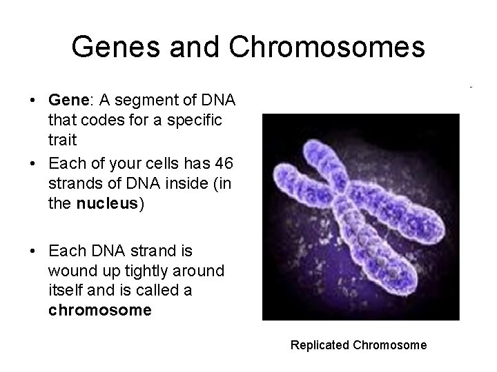 Genes and Chromosomes • Gene: A segment of DNA that codes for a specific