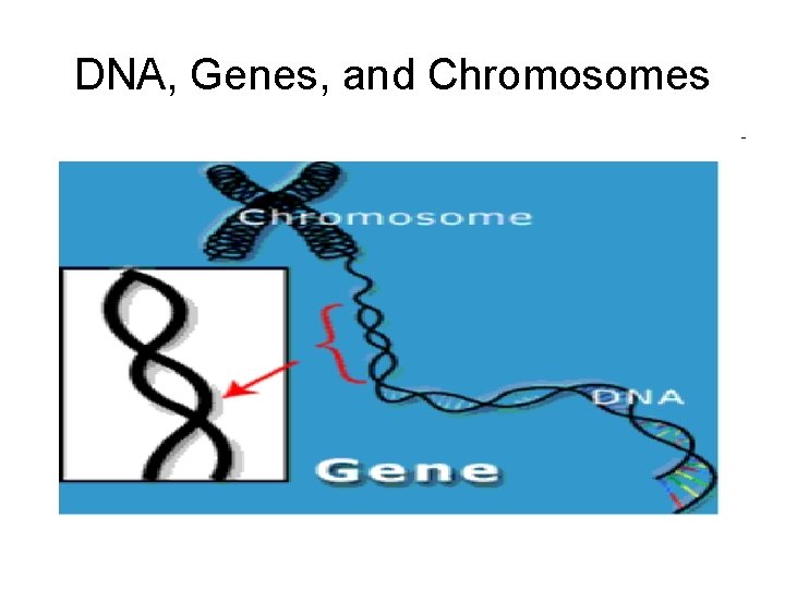 DNA, Genes, and Chromosomes 
