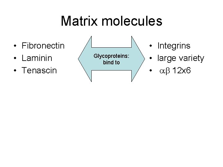 Matrix molecules • Fibronectin • Laminin • Tenascin Glycoproteins: bind to • Integrins •