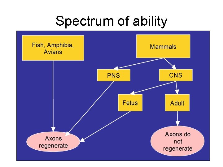 Spectrum of ability 