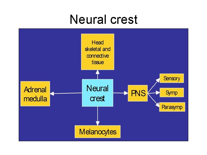 Neural crest 